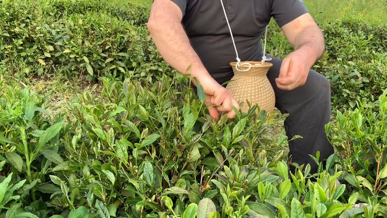Anteprima del video sulla raccolta del tè nella piantagione sperimentale italiana